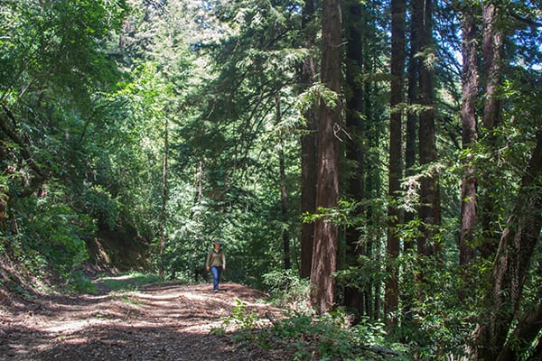 Bear Creek Redwoods