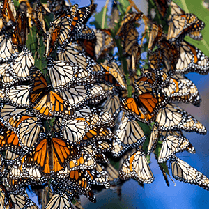Ardenwood Monarch Butterflies